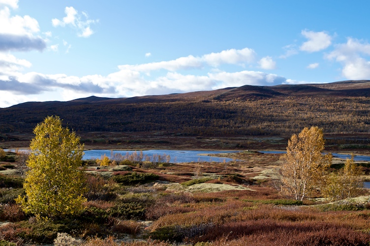 Color, Dovre Mountain, Norway