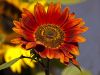 sunflower - high red sun by dj de mos