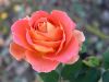 Rose Garden by Mark Lester
