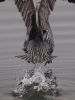 Pelican Takeoff by Mark Lester