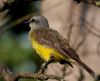 Tropical Kingbird by Dale Boyce