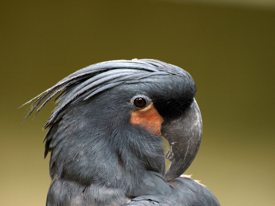 Bird Head