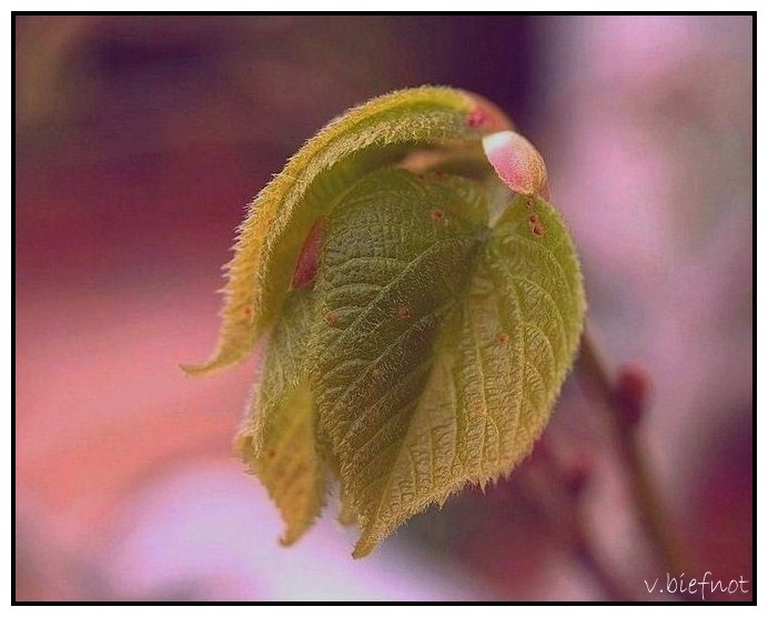 Young spring leaves of a lime tree