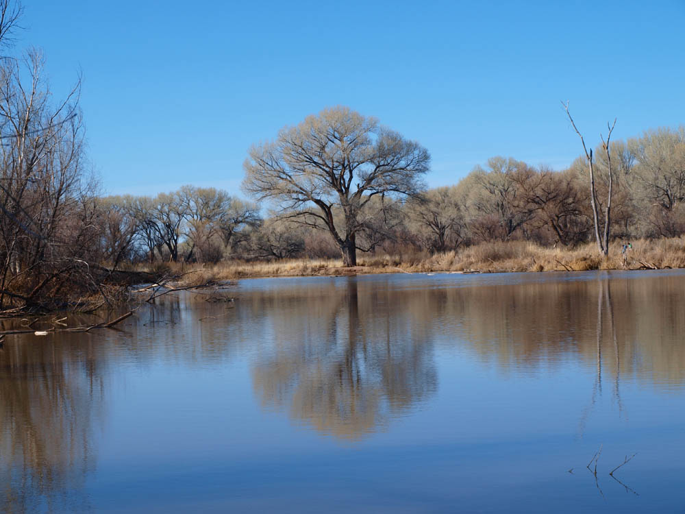 Kingfisher pond