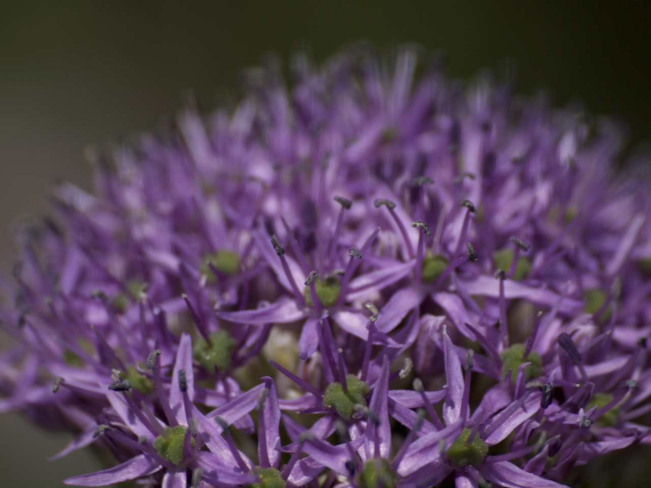 Purple Allium