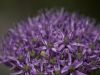 Purple Allium by Donald Laffert