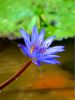 Water Lily by Donald Laffert