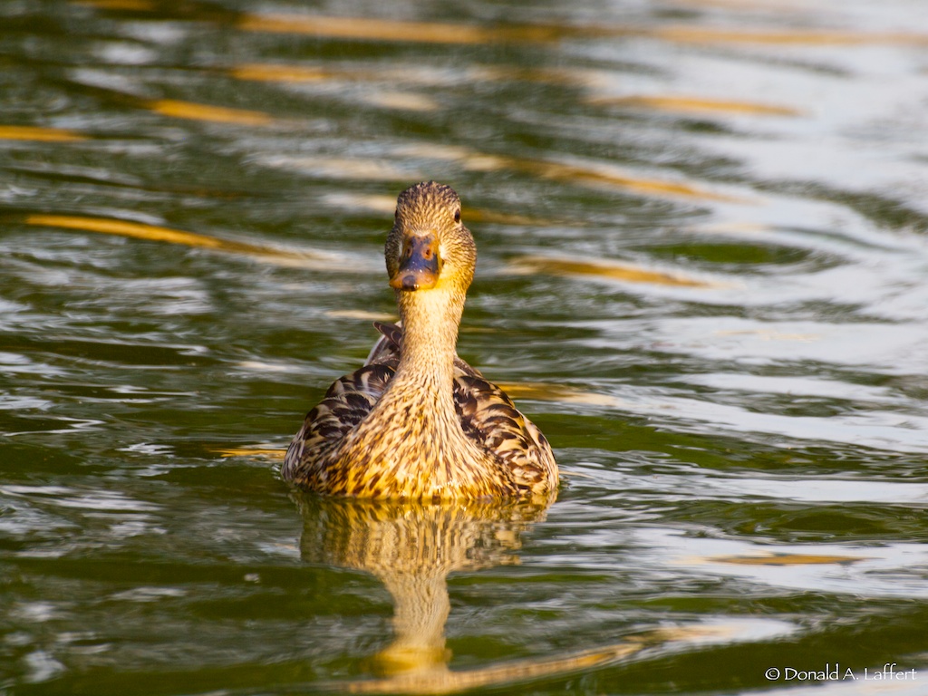 Mother Duck