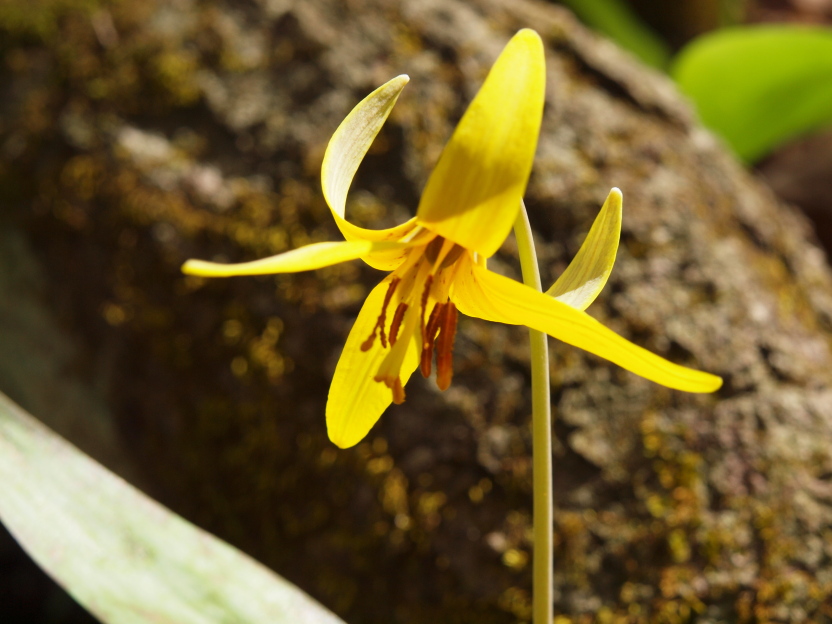 Delicate Yellow Macro