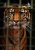 Tiger by Carli Fronius