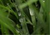 Water on Grass by Carli Fronius