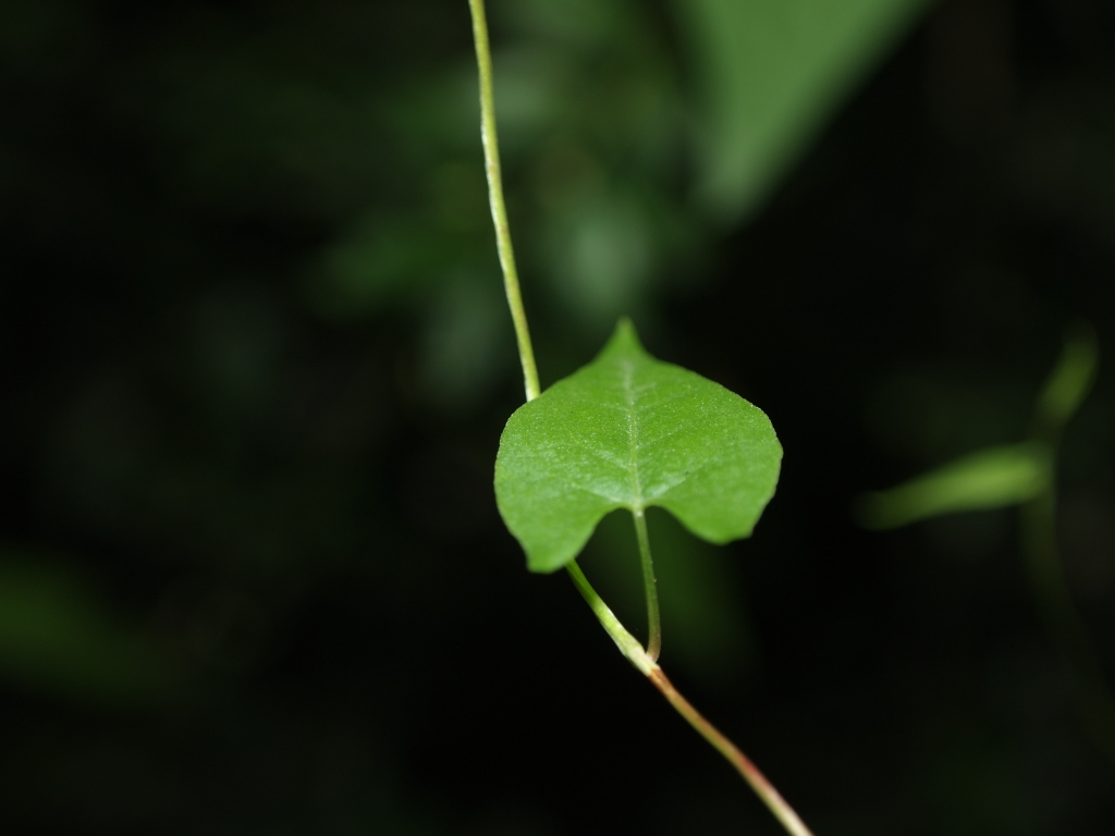 Leaf 4