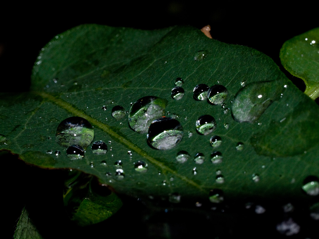 After the Rains III