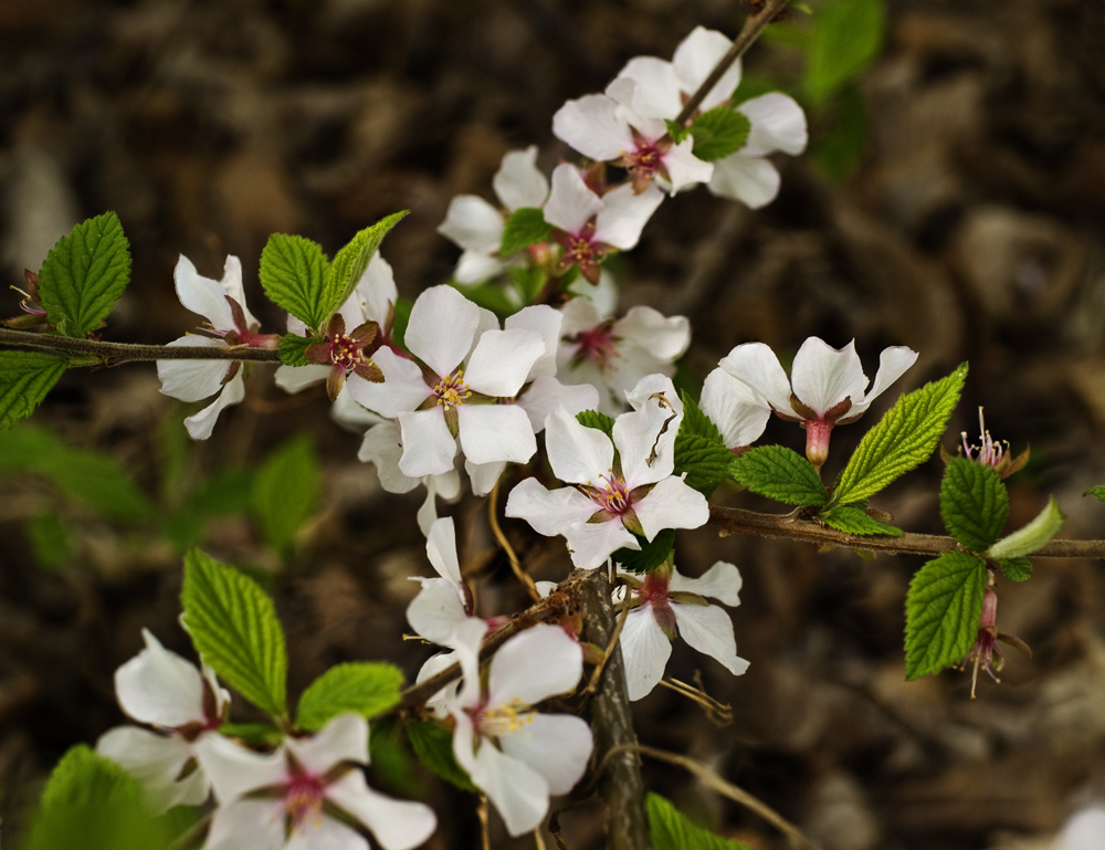 Bush Cherry Blossoms