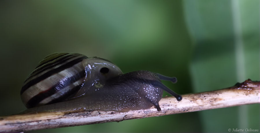 respiratory pore of a snail