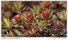 Ruig Haarmos (polytrichum piliferum