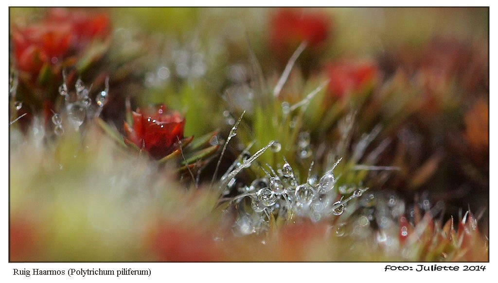 Moss in the early morning