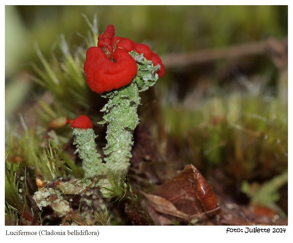 Cladonia Bellidiflora (lucifer-mos)