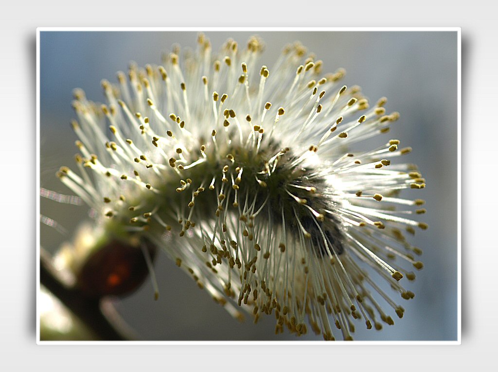 pussy willow