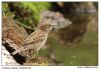 House-Sparrow (Huismusje) by juliette gribnau