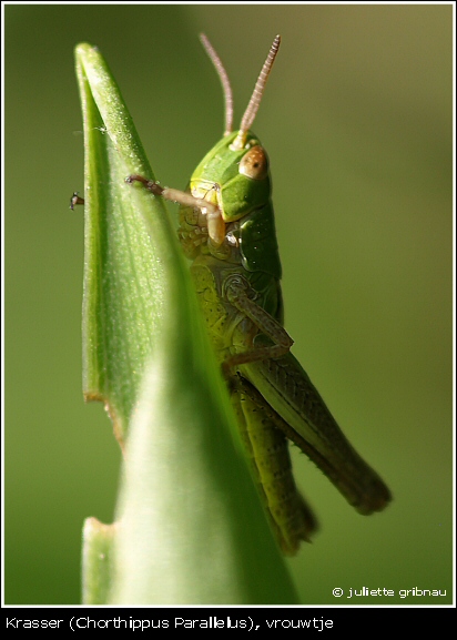 grasshopper-3