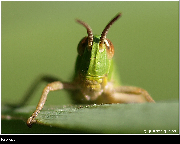 grasshopper