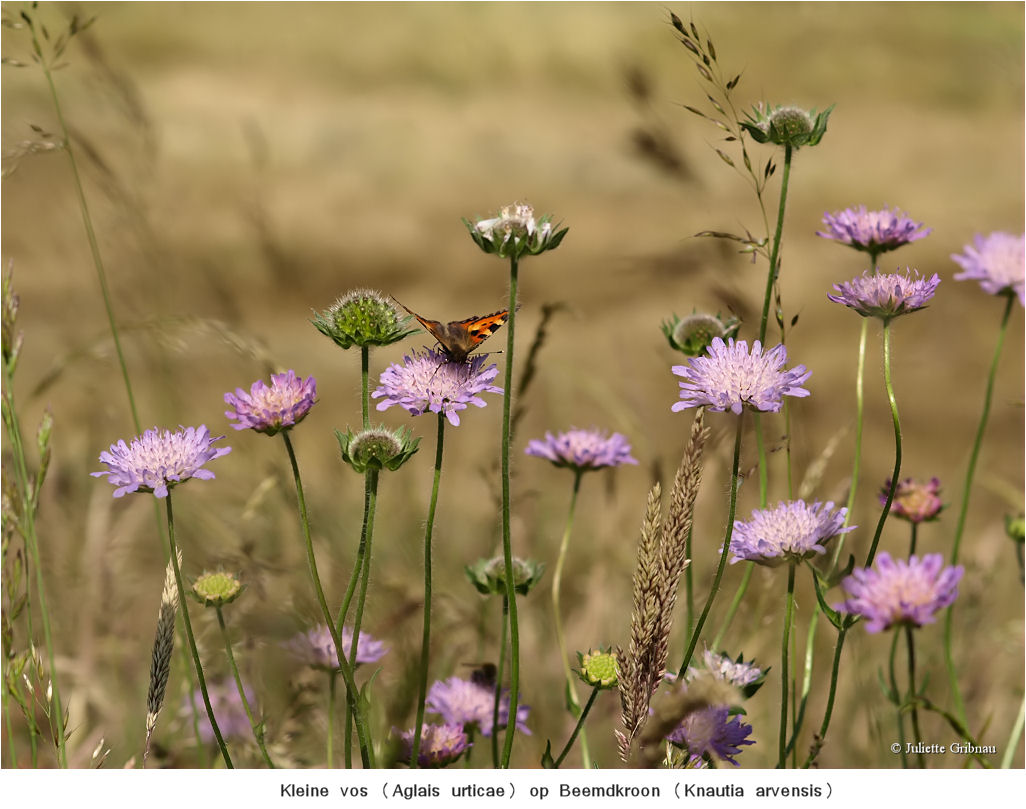 Butterfly in the field