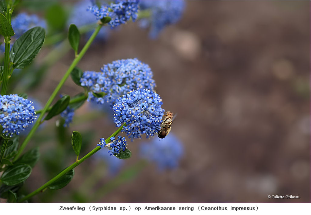 hooverfly on flower