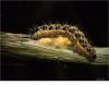 Infected Caterpillar