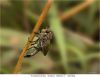 Robberfly laying eggs-1 by juliette gribnau