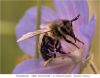 Bee-species by juliette gribnau