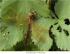 Brown dragonfly