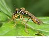 robberfly with prey (2) by juliette gribnau