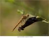 dragonfly by juliette gribnau