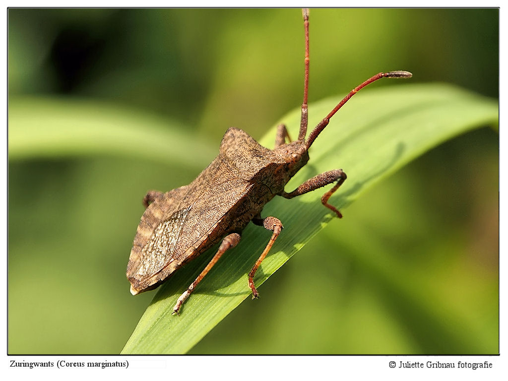 Coreus marginatus; zuringwants