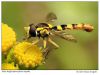 Little Hoverfly