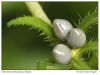 Lithospermum officinale