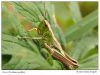 grass-hopper