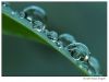 dewdrops on grass