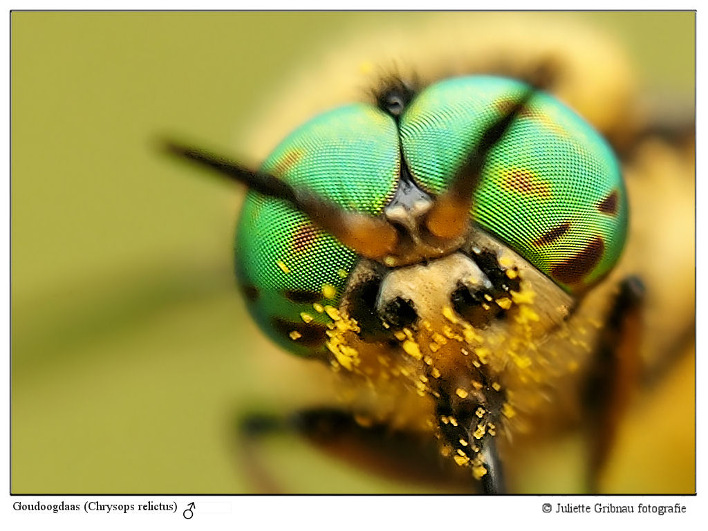 Goudoogdaas: Cow- or Deerfly