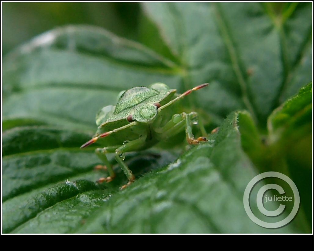 Wet Green Bug