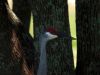 Sandhill Crane (2) by Angelo Gargano