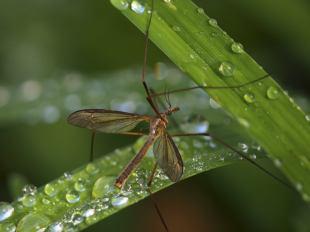Crane Fly in the Rain