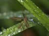 Crane Fly in the Rain by mark helm