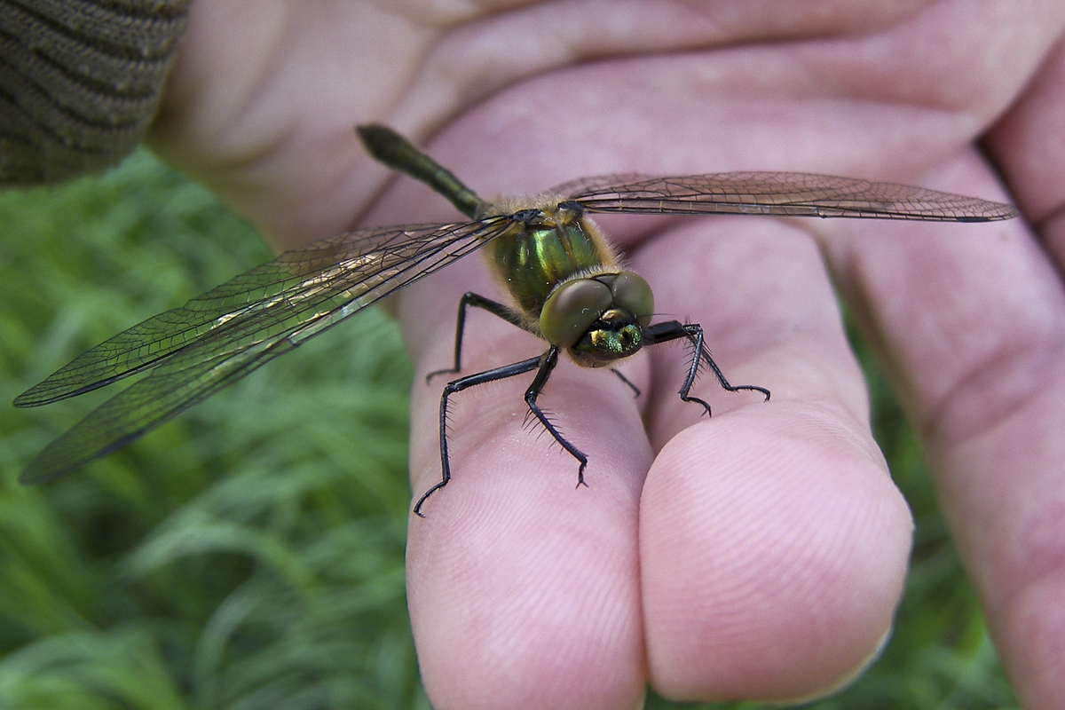 Dragonfly