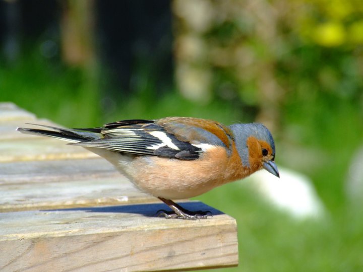 A Friendly Finch