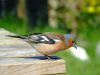 A Friendly Finch by Paul Yeoman