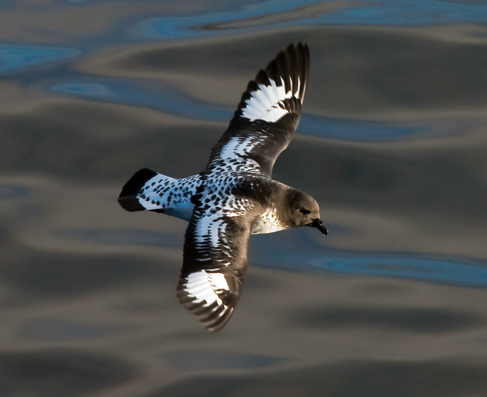 Cape Petrel