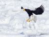 Stellers Sea-eagle