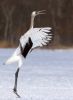 Dansing crowned crane